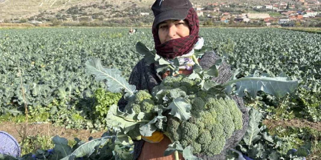 Kış ayının ‘Yeşil Altını’! Türkiye’nin ihtiyacının %50’si buradan sağlanıyor: Çiftçi fiyatlar karşısında eziliyor 1